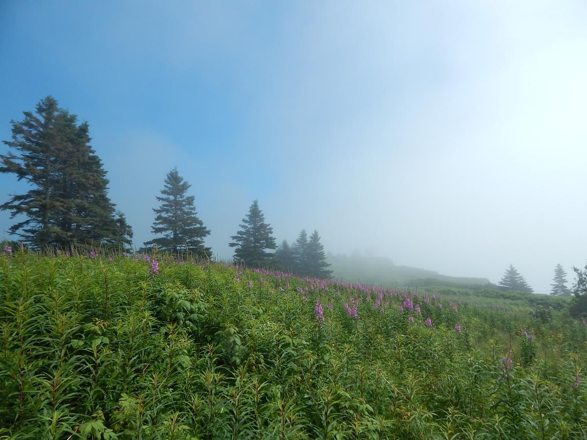 Sainte-Therese-de-Gaspe Les Chalets Brise-De-Mer מראה חיצוני תמונה